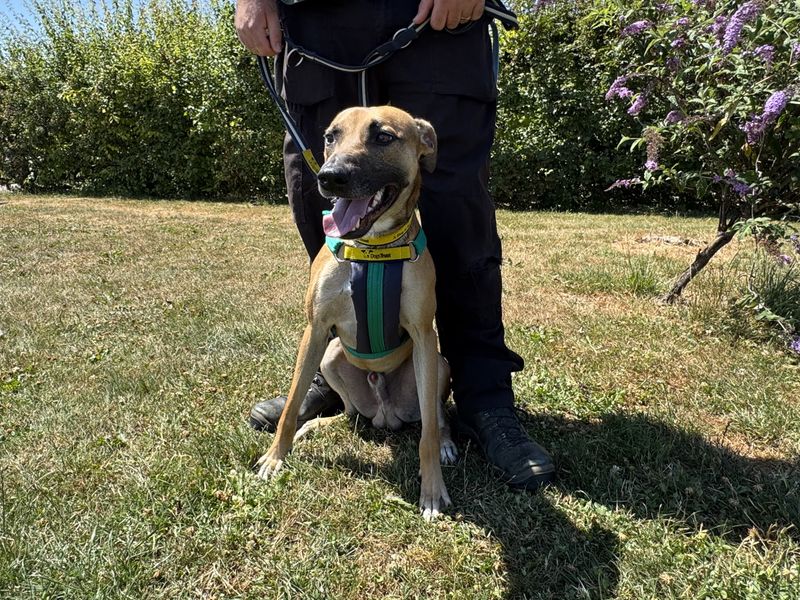 Staffordshire Bull Terrier for adoption in Newton Tony, Wiltshire – 1 year old - Image 2 of 2