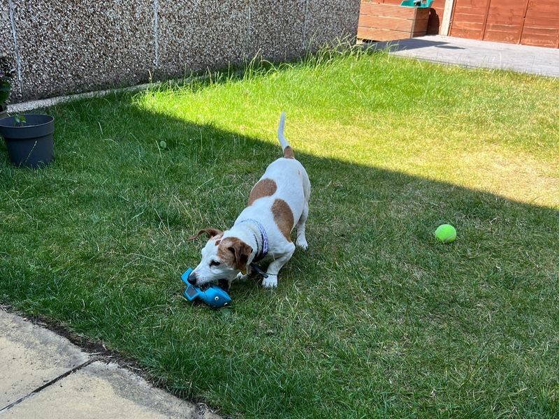 Jack Russell for adoption in Leeds, Yorkshire – 10 years old