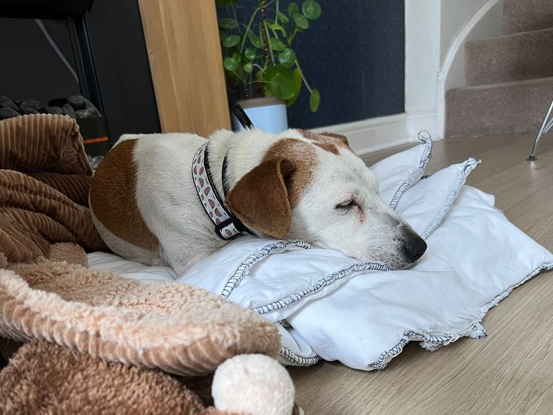 Jack Russell for adoption in Leeds, Yorkshire – 10 years old - Image 2 of 4