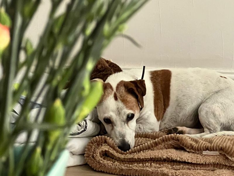 Jack Russell for adoption in Leeds, Yorkshire – 10 years old - Image 4 of 4