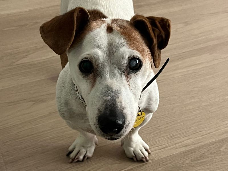 Jack Russell for adoption in Leeds, Yorkshire – 10 years old - Image 3 of 4