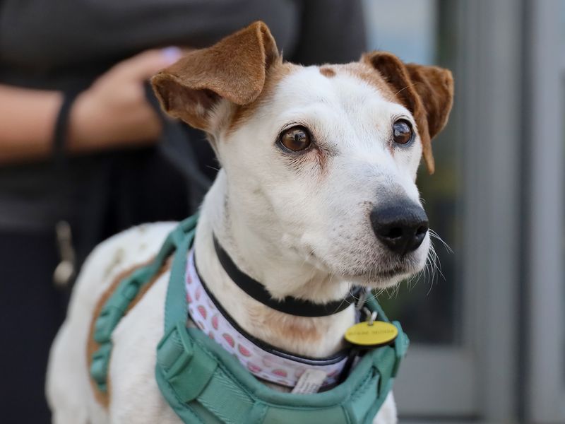 Mouse | Terrier (Jack Russell) | Leeds - 1