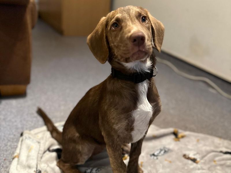 Border Collie Dogs And Puppies For Adoption