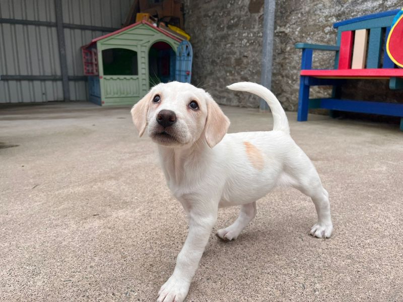 Border Collie for adoption in Mid Glamorgan, Wales – 10 weeks old - Image 2 of 2