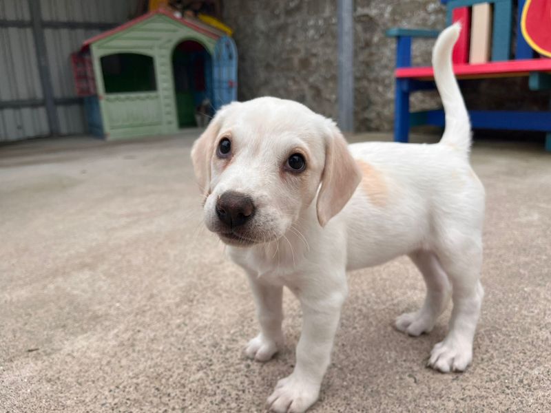 Nancy | Beagle Cross | Bridgend (Wales) - 1