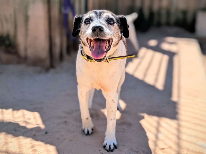 Jack Russell for adoption in Cardiff, Glamorgan – 13 years old - Image 5 of 5