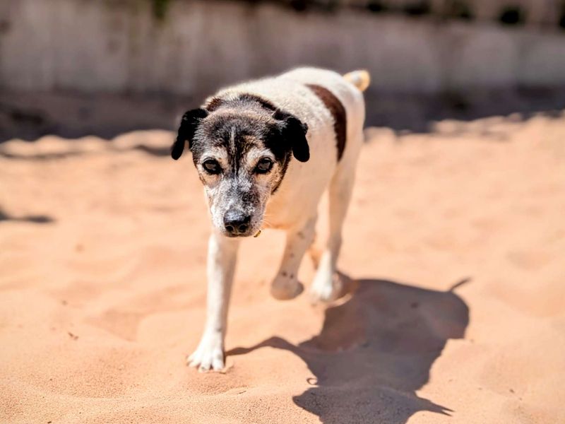 Jack Russell for adoption in Cardiff, Glamorgan – 13 years old