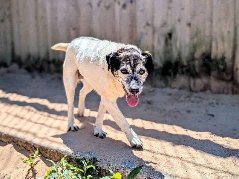 Jack Russell for adoption in Cardiff, Glamorgan – 13 years old - Image 2 of 5