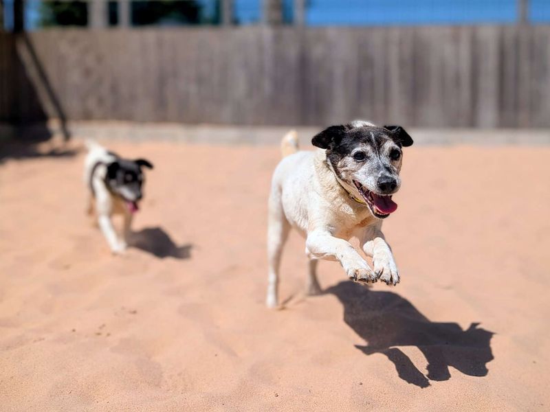 Jack Russell for adoption in Cardiff, Glamorgan – 13 years old - Image 4 of 5