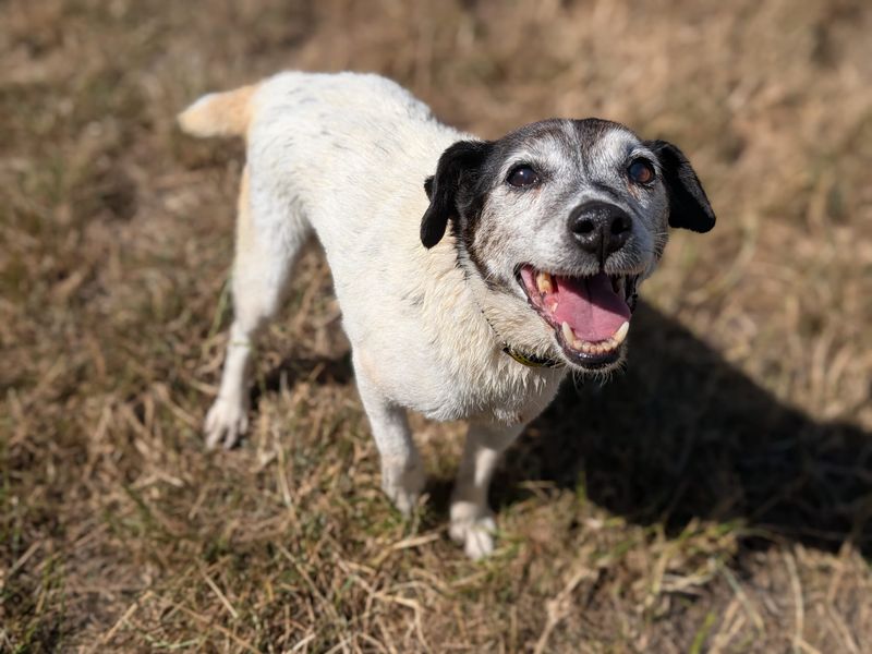 Jack Russell for adoption in Cardiff, Glamorgan – 13 years old - Image 3 of 5