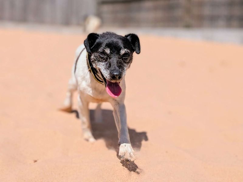 Jack Russell for adoption in Cardiff, Glamorgan – 13 years old - Image 2 of 2
