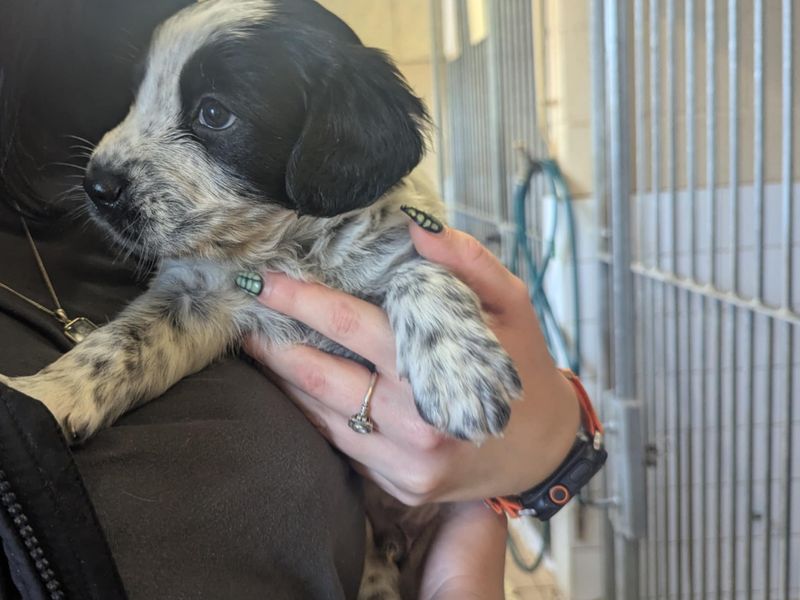 Beagle for adoption in Mid Glamorgan, Wales – 6 weeks old