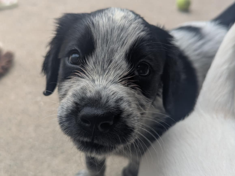 Beagle for adoption in Mid Glamorgan, Wales – 6 weeks old - Image 4 of 4
