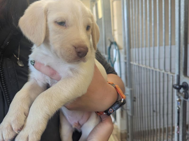 Beagle for adoption in Mid Glamorgan, Wales – 6 weeks old - Image 2 of 3