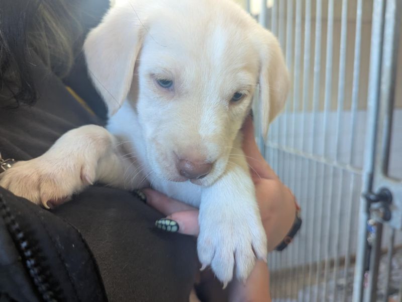 Beagle for adoption in Mid Glamorgan, Wales – 6 weeks old - Image 3 of 3