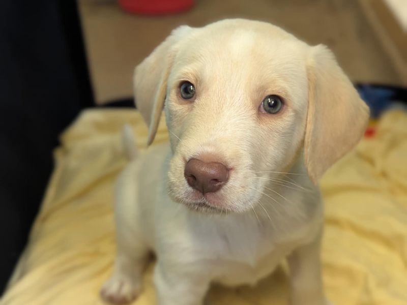 Beagle for adoption in Mid Glamorgan, Wales – 6 weeks old