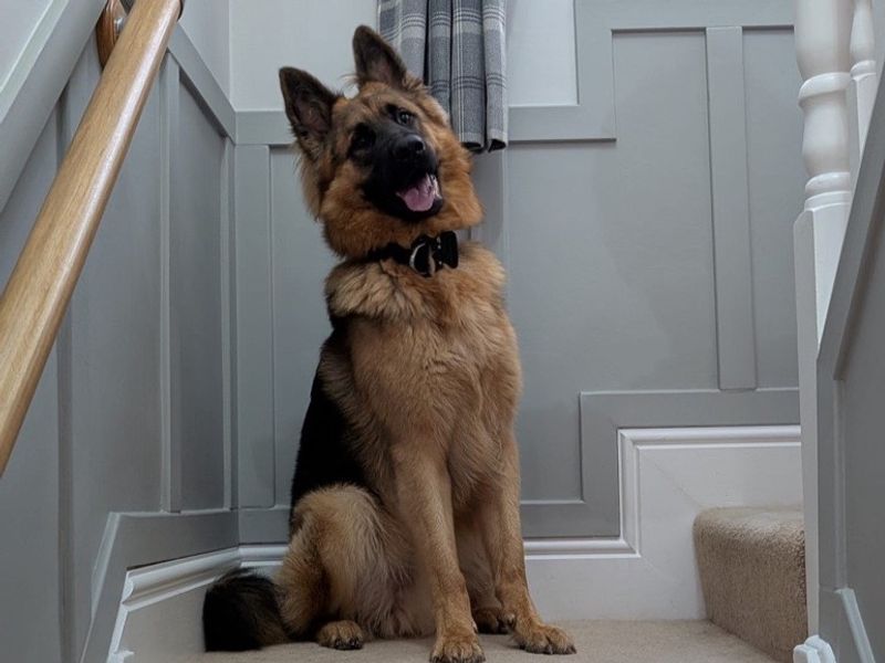 German Shepherd for adoption in , – 1 year old