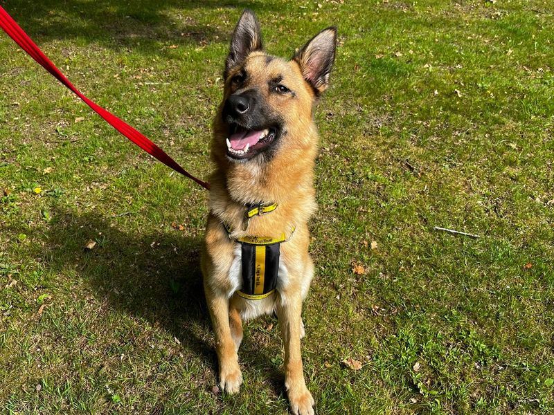 Border Collie for adoption in Chestfield, Kent – 1 year old