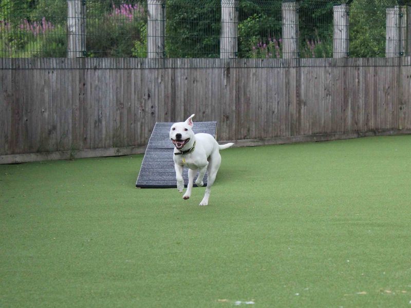 Staffordshire Bull Terrier for adoption in Glasgow, Scotland – 10 months old - Image 2 of 5