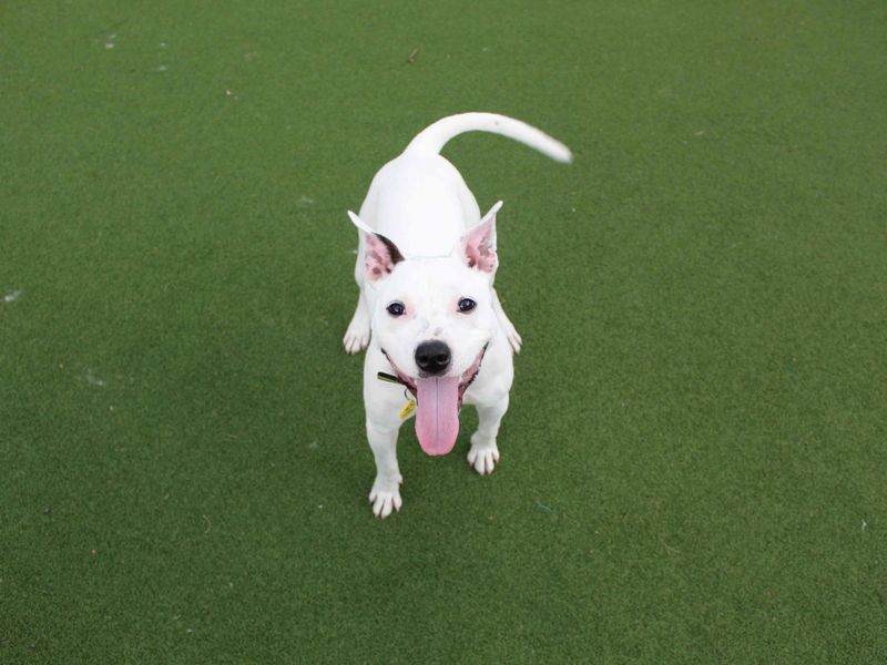 Staffordshire Bull Terrier for adoption in Glasgow, Scotland – 10 months old