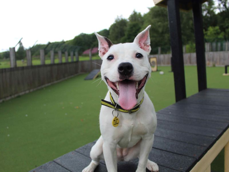 Staffordshire Bull Terrier for adoption in Glasgow, Scotland – 10 months old - Image 5 of 5