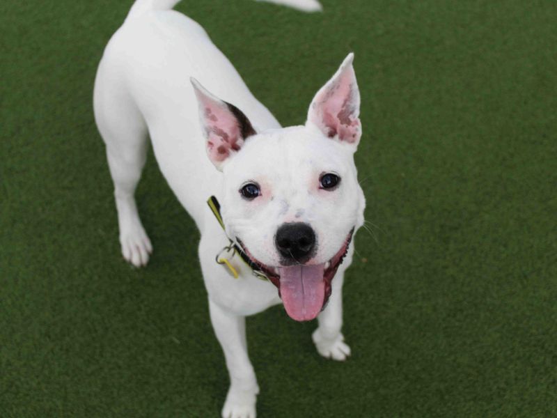 Staffordshire Bull Terrier for adoption in Glasgow, Scotland – 10 months old - Image 3 of 5