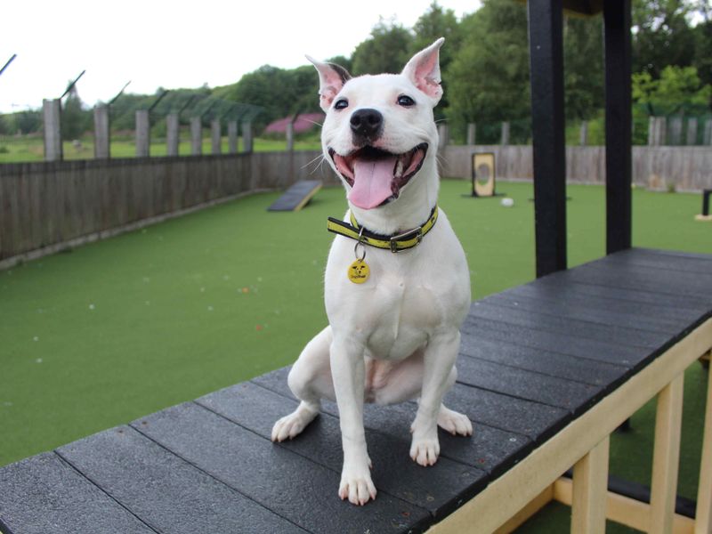 Staffordshire Bull Terrier for adoption in Glasgow, Scotland – 10 months old - Image 4 of 5