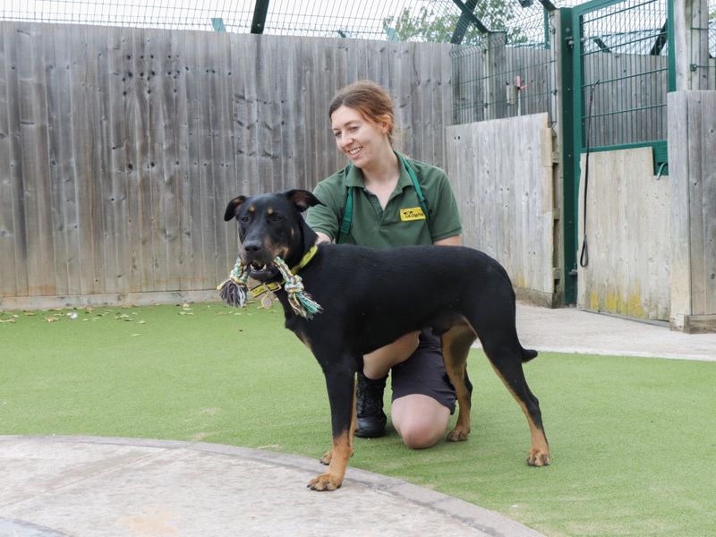Zeus | Italian Corso Dog Cross | Evesham (Worcestershire) - 1