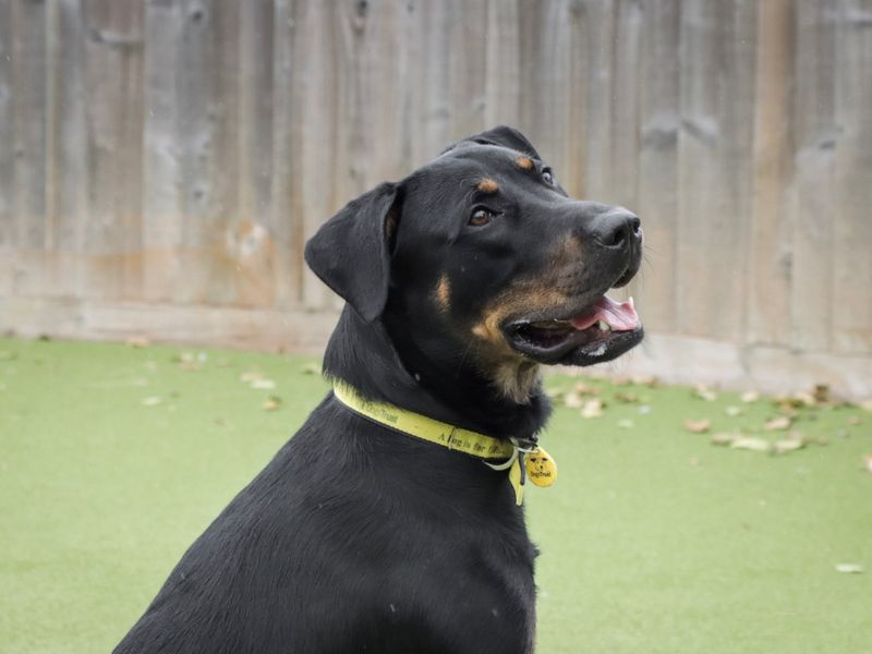 Cane Corso for adoption in Evesham, Worcestershire – 10 months old - Image 4 of 4