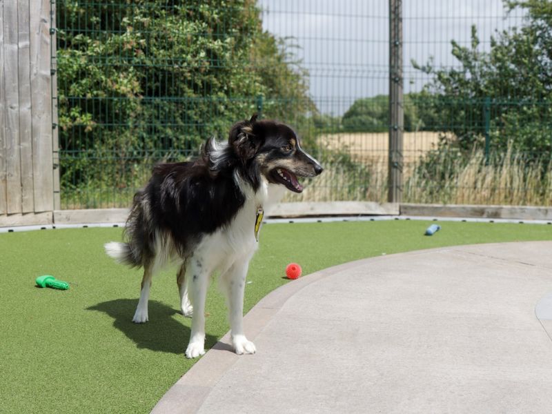 Border Collie for adoption in Evesham, Worcestershire – 1 year old