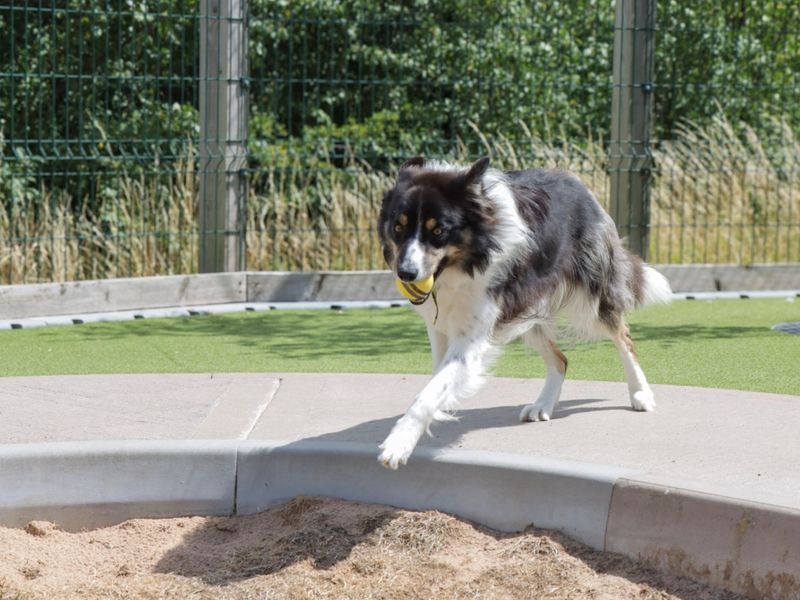 Border Collie for adoption in Evesham, Worcestershire – 1 year old - Image 4 of 4