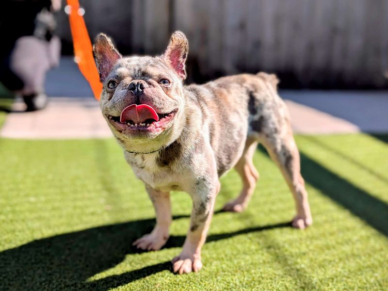French Bulldog for adoption in Cardiff, Glamorgan – 4 years old - Image 3 of 7