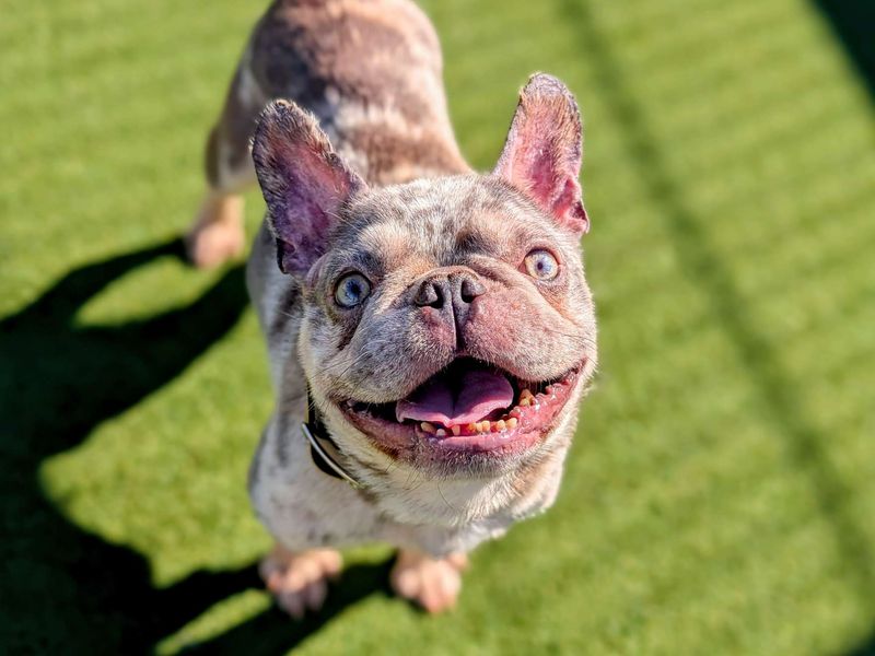 French Bulldog for adoption in Cardiff, Glamorgan – 4 years old - Image 6 of 7