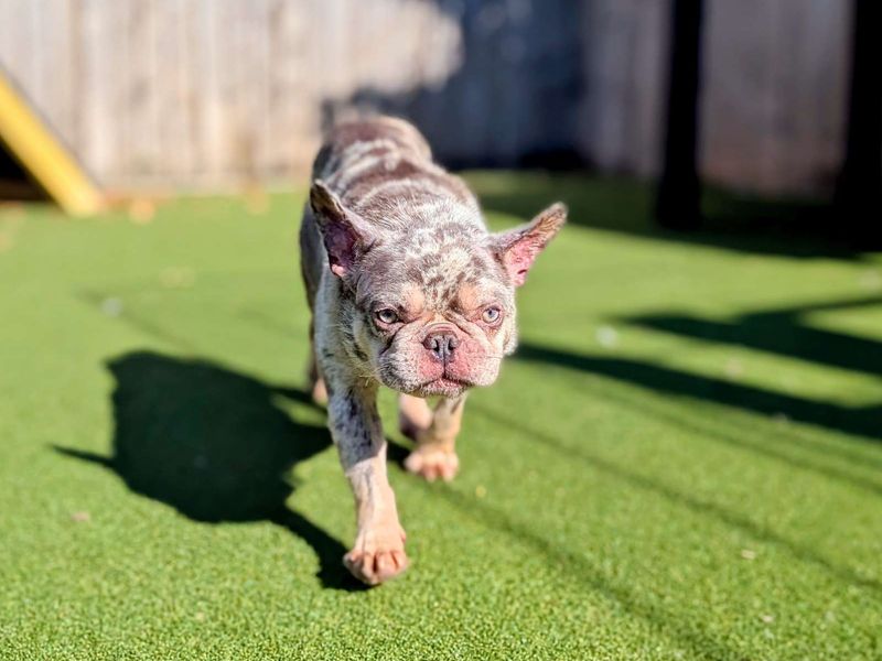 French Bulldog for adoption in Cardiff, Glamorgan – 4 years old - Image 2 of 7