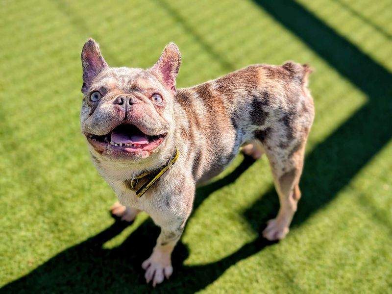 French Bulldog for adoption in Cardiff, Glamorgan – 4 years old