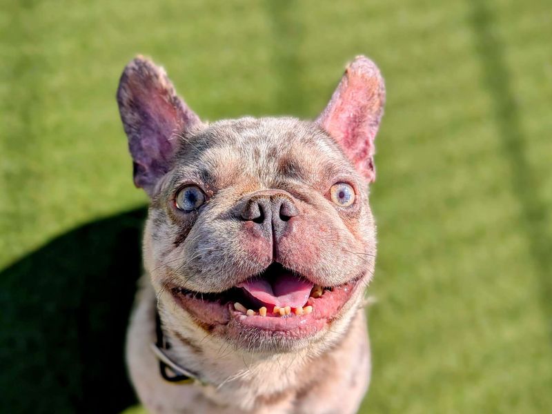 French Bulldog for adoption in Cardiff, Glamorgan – 4 years old - Image 4 of 7