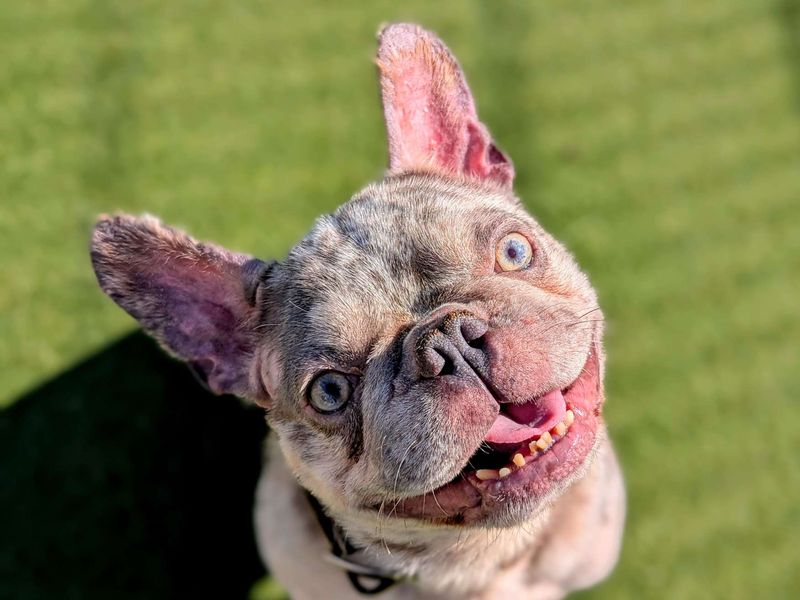 French Bulldog for adoption in Cardiff, Glamorgan – 4 years old - Image 7 of 7