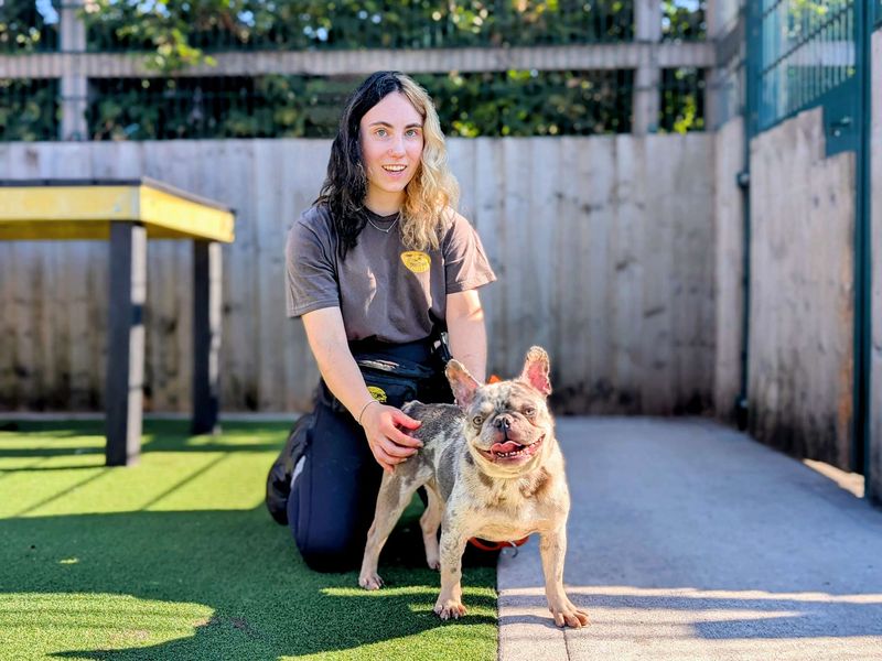 French Bulldog for adoption in Cardiff, Glamorgan – 4 years old - Image 5 of 7