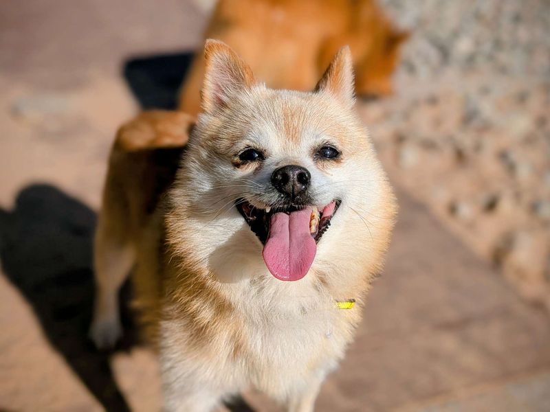Siberian Husky for adoption in Cardiff, Glamorgan – 8 years old
