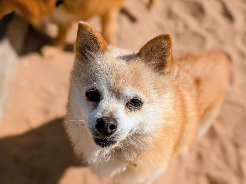Siberian Husky for adoption in Cardiff, Glamorgan – 8 years old - Image 2 of 5