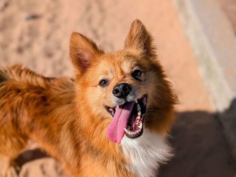 Pomeranian for adoption in Cardiff, Glamorgan – 3 years old