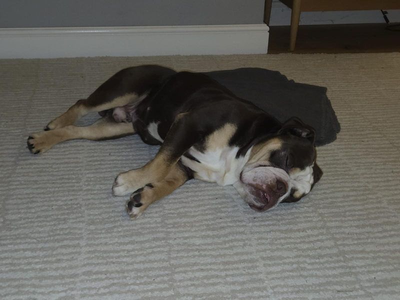 English Bulldog for adoption in Manchester, Greater Manchester – 3 years old