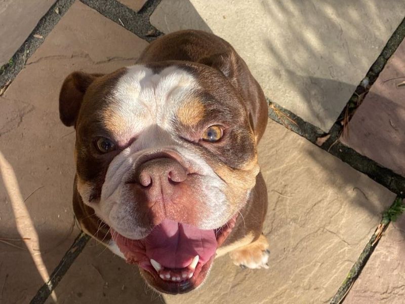 English Bulldog for adoption in Manchester, Greater Manchester – 3 years old - Image 4 of 5
