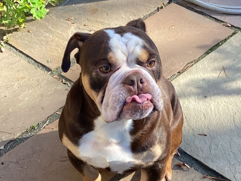 English Bulldog for adoption in Manchester, Greater Manchester – 3 years old - Image 3 of 5
