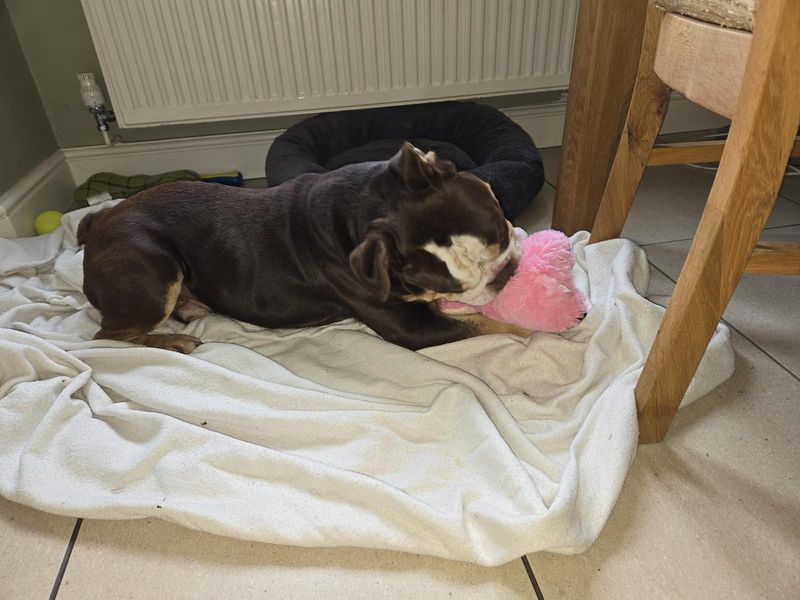 English Bulldog for adoption in Manchester, Greater Manchester – 3 years old - Image 5 of 5