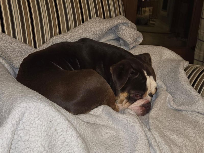 English Bulldog for adoption in Manchester, Greater Manchester – 3 years old - Image 2 of 5