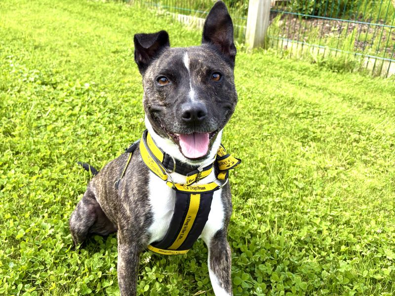 Staffordshire Bull Terrier for adoption in Ballymena, Co Antrim – 4 years old