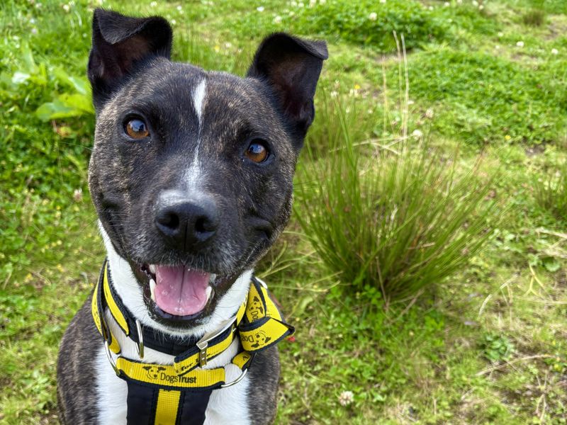 Staffordshire Bull Terrier for adoption in Ballymena, Co Antrim – 4 years old - Image 2 of 2