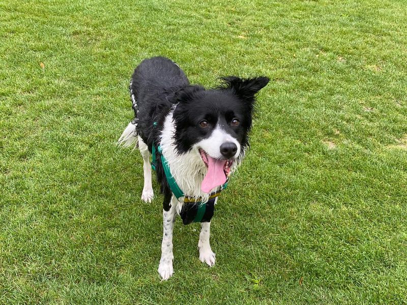Border Collie for adoption in Newton Tony, Wiltshire – 9 years old