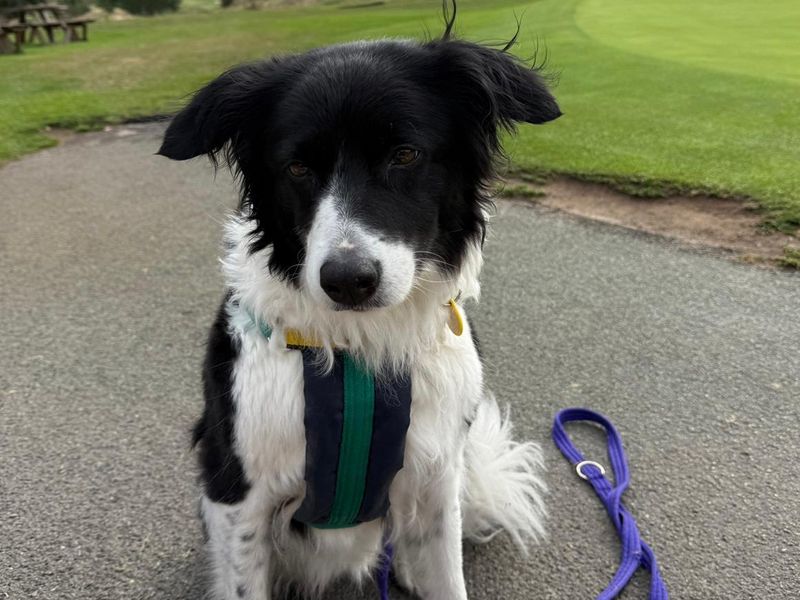 Border Collie for adoption in Newton Tony, Wiltshire – 9 years old - Image 2 of 3